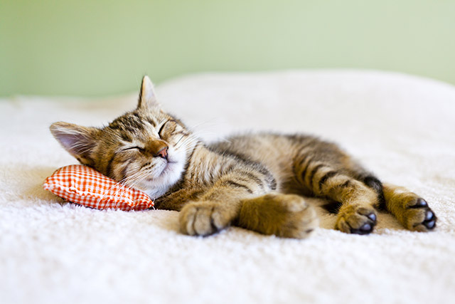 Gatito sobre una almohada roja.