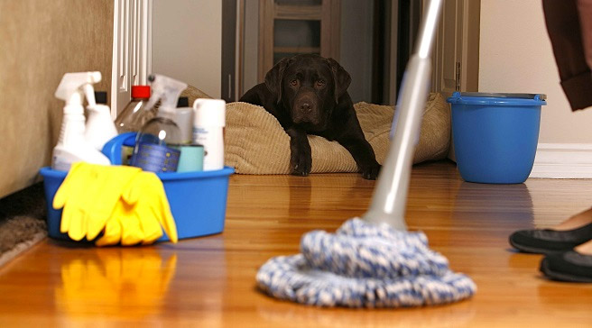 Lo mejor es elegir cerámica, vinilo o laminado para los pisos de las piezas en los que vaya a poder entrar tu mascota. Son más resistentes, fáciles de limpiar y además no absorben líquido tan rápidamente como la madera.