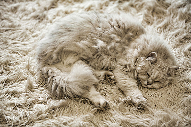 Si eres un amante de las alfombras te aconsejo que prefieras las pequeñas antes que las de muro a muro. Cepilla a tu mascota con frecuencia para evitar que suelte pelo en tus alfombras y córtale las uñas para que no las arañe.