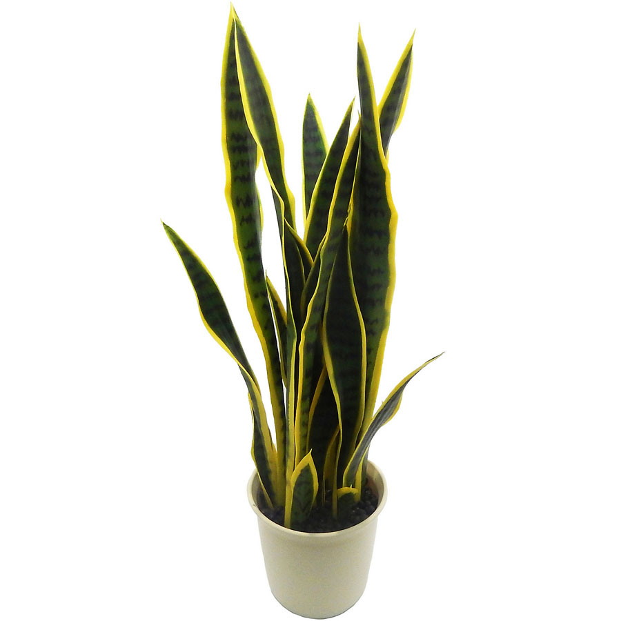 planta en macetero, lengua de suegra, Sansevieria