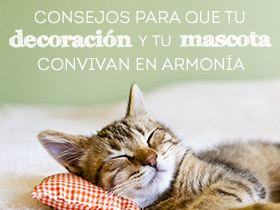 Consejos para que tu decoración y tu mascota convivan en armonía