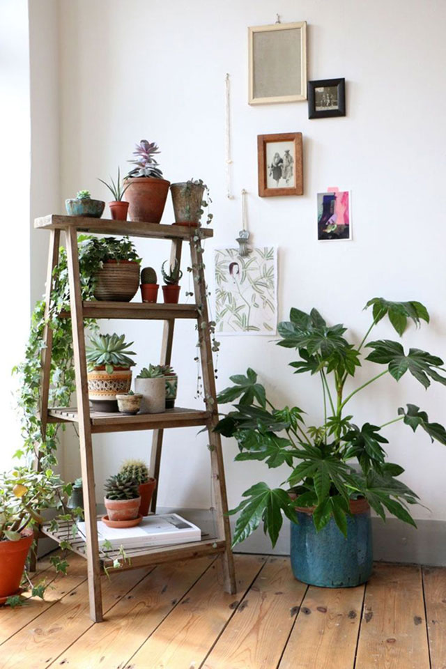 Estante tipo escalera en A con macetas de cactus, suculentas y plantas trepadoras.