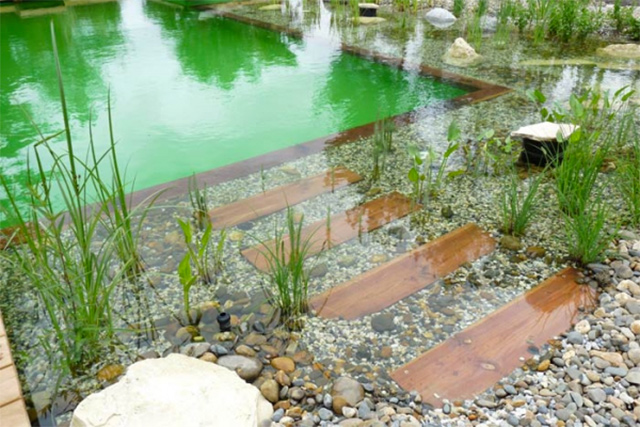 Piscina natural. Podemos ver la zona de baño y con más detalle la zona de depuración que, en este caso, sería la grava, un camino demarcado con unos tablones de madera y muchas piedras y plantas acuáticas