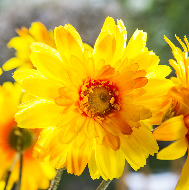 Flor gerbera jumbo orange | Homy