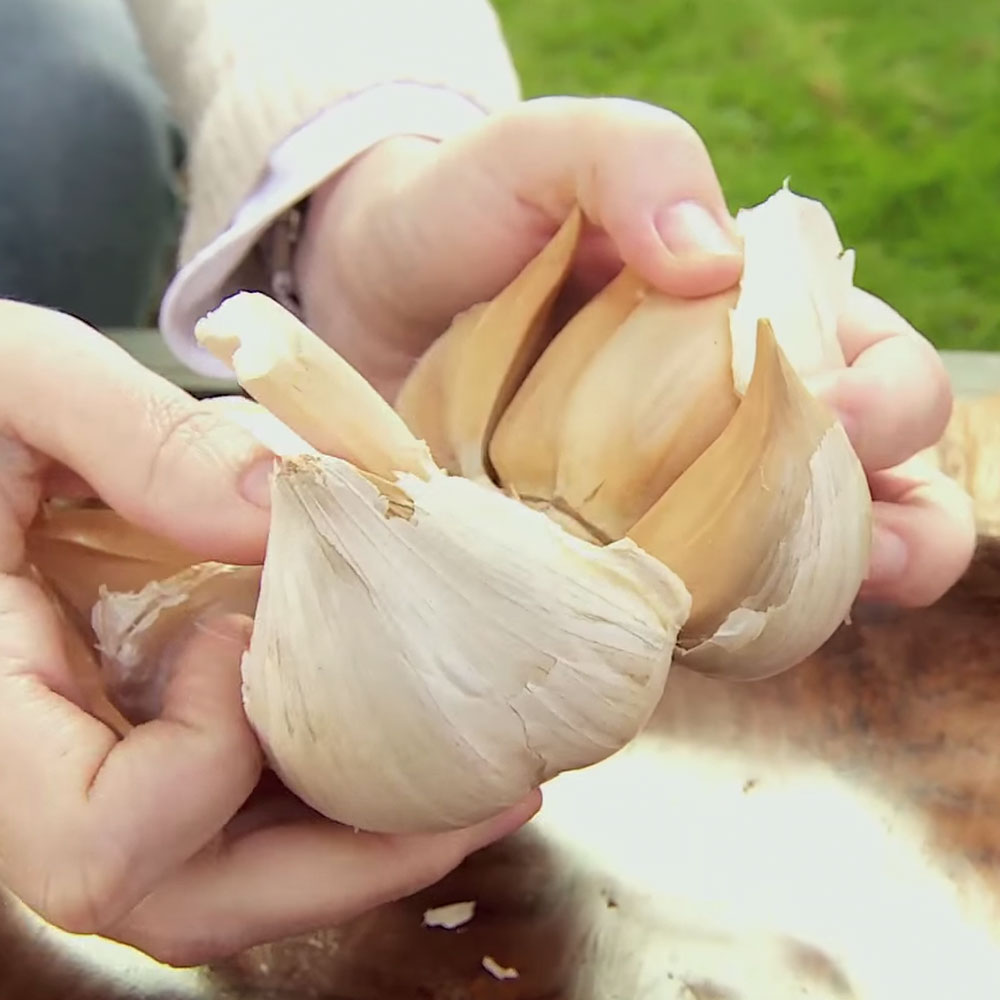 �C�mo plantar y cultivar ajos?