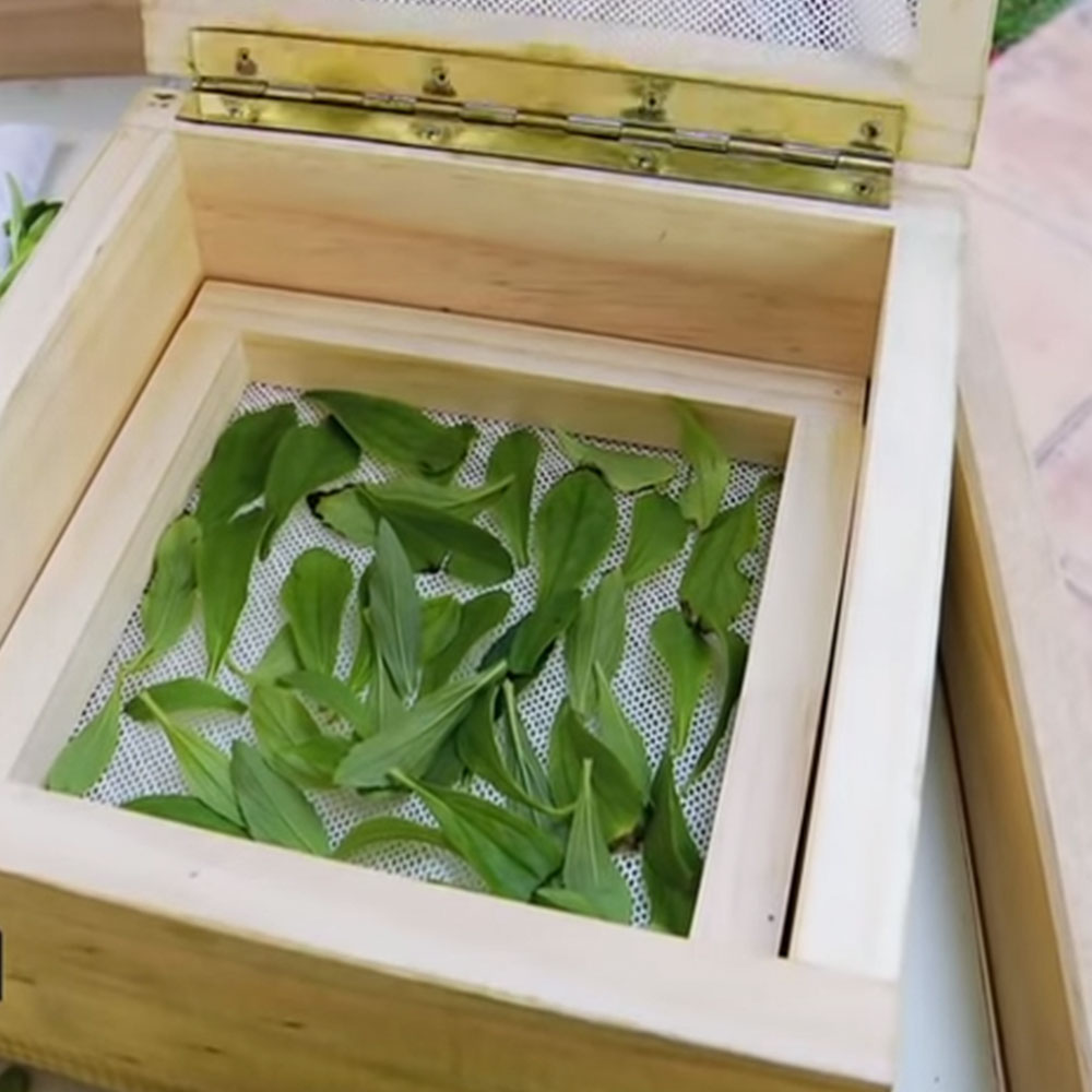 �C�mo plantar y secar estevia?