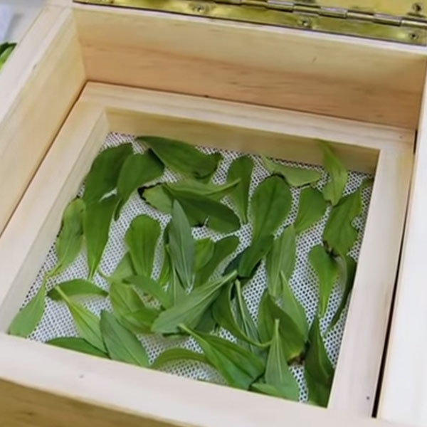 �C�mo plantar y secar estevia?