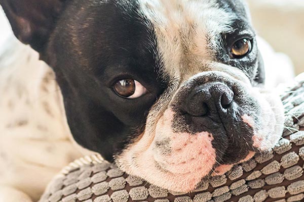 �C�mo cuidar y hacer feliz a tu perro?