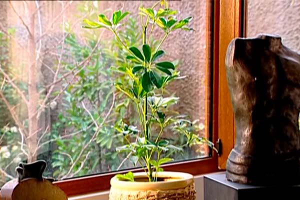 �C�mo cuidar las plantas de interior?