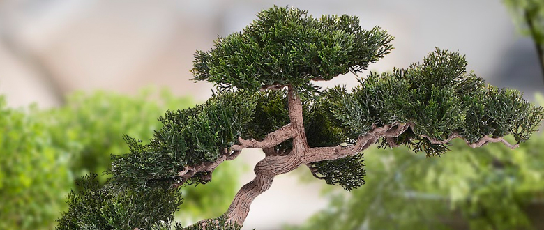 Bonsái: hermosa miniatura