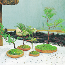 �C�mo hacer el trasplante?