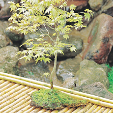 �D�nde poner las suculentas?