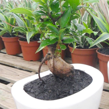 �C�mo formar un bons�i?