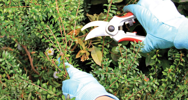 Cuidados Otoño ? Invierno