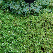 ¿Cómo guiar las enredaderas?