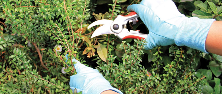 ¿Cómo cuidar tú jardín en Otoño