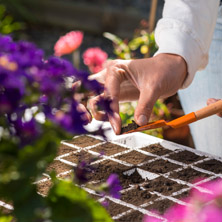 Reproducci�n por semilla