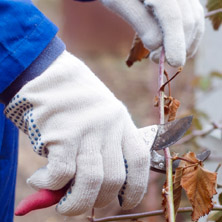 �C�mo cosechar las hierbas medicinales y arom�ticas?