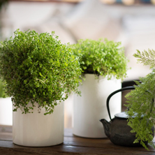 �C�mo elegir un macetero?