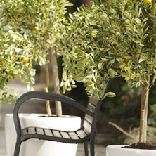 �C�mo distribuir las especies?