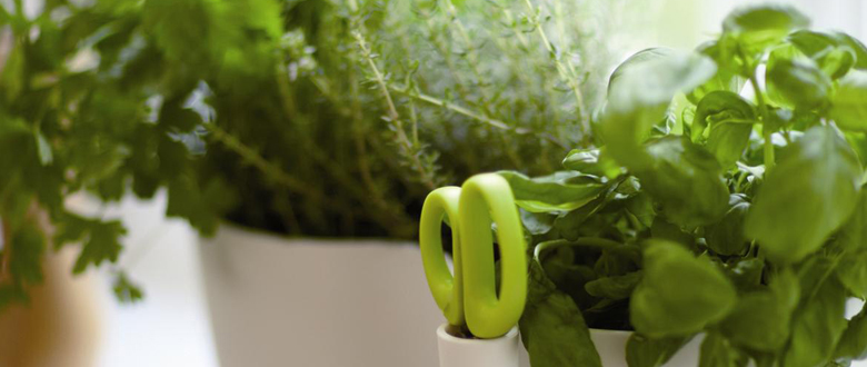 Plantas aromaticas y medicinales