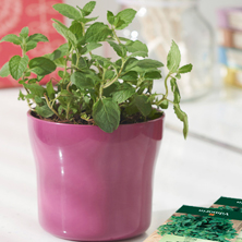 �C�mo cultivar las plantas medicinales y arom�ticas?