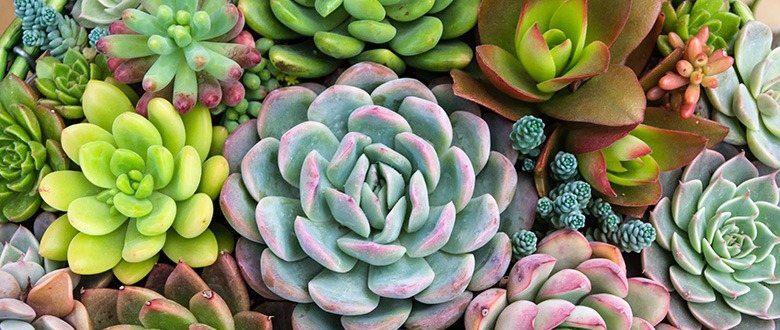 Suculentas: una opción original para tu jardín