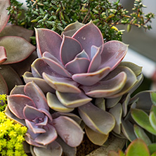 �C�mo debe ser el sustrato para una suculenta?