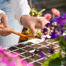 �C�mo reproducir una suculenta?