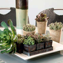 �D�nde poner las suculentas?