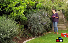 �C�mo controlar las plagas del jard�n en primavera?