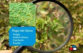 �C�mo controlar los huevos de las plagas en el jard�n?