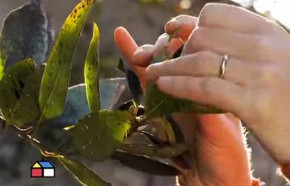 �C�mo controlar plagas en el jard�n?