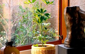 �C�mo cuidar las plantas de interior?