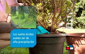 �C�mo cultivar plantas acid�filas en el jard�n?