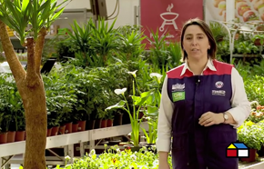 �C�mo elegir herramientas manuales para el jard�n?