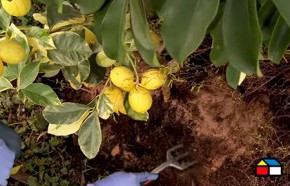 �C�mo fertilizar el jard�n con abonos organicos?