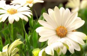 �C�mo fertilizar el jard�n en verano?