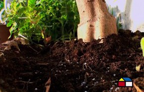 �C�mo fertilizar en oto�o?