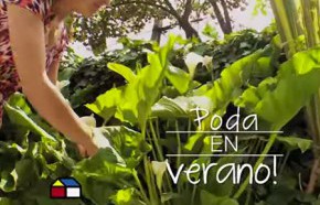 �C�mo fertilizar y podar en verano?