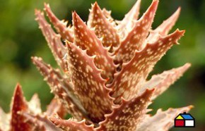 �C�mo hacer macetas decorativas con cucharones?