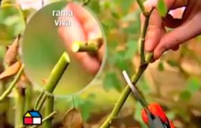 �C�mo hacer trasplantes en el jard�n?