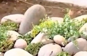 �C�mo hacer un jard�n de rocallas?