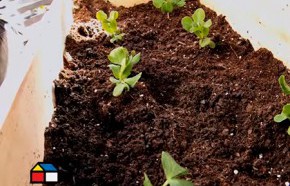 �C�mo hacer una huerta en primavera?
