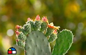 �C�mo multiplicar Suculentas?