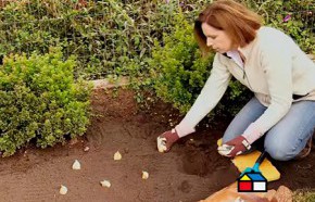 �C�mo plantar y cultivar ajos?