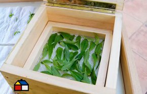 �C�mo plantar y secar Stevia?