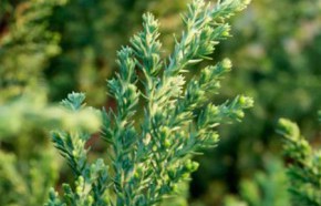 �C�mo prevenir los hongos de las con�feras en primavera?