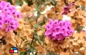 �C�mo prevenir plagas, cuidar del lim�n y resembrar el pasto?