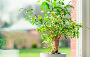 �C�mo proteger las plantas en verano?